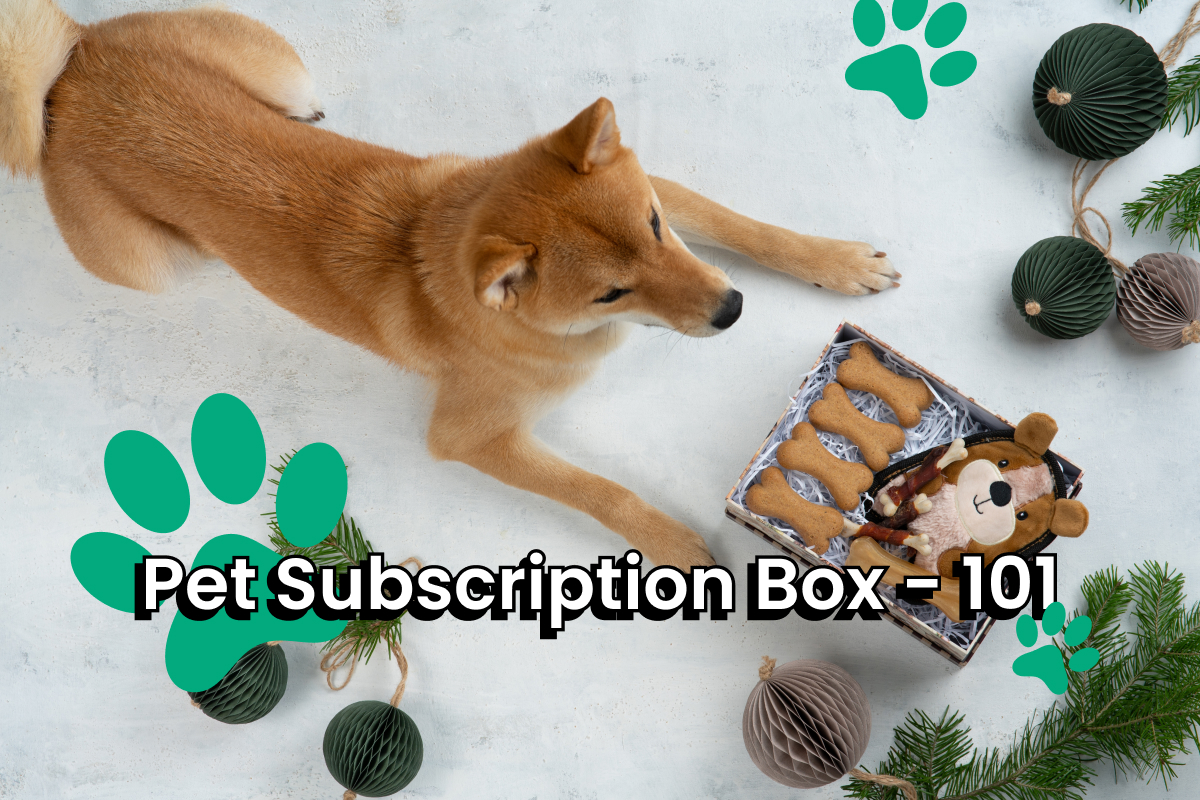 Shiba Inu dog looking down at an open subscription box filled with pet toys and treats, with decorative ornaments nearby