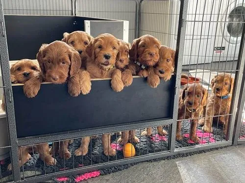 Australian Labradoodle puppies die tegen de puppyren opspringen om te spelen