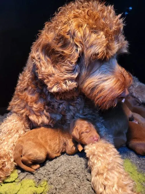 Een Australian Labradoodle moeder met een pasgeboren pup tussen haar voorpoten