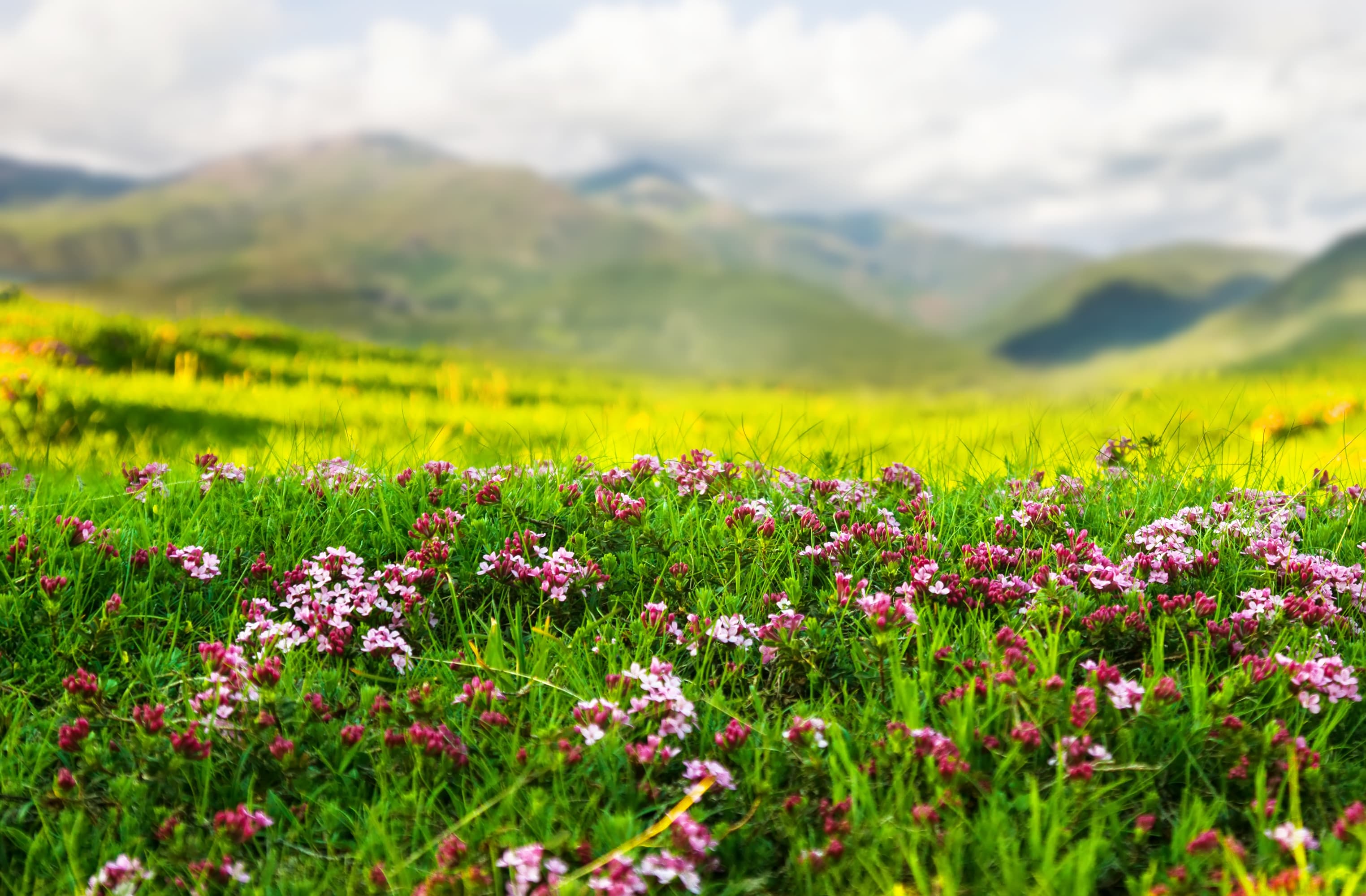 paysage-fleurs-nature