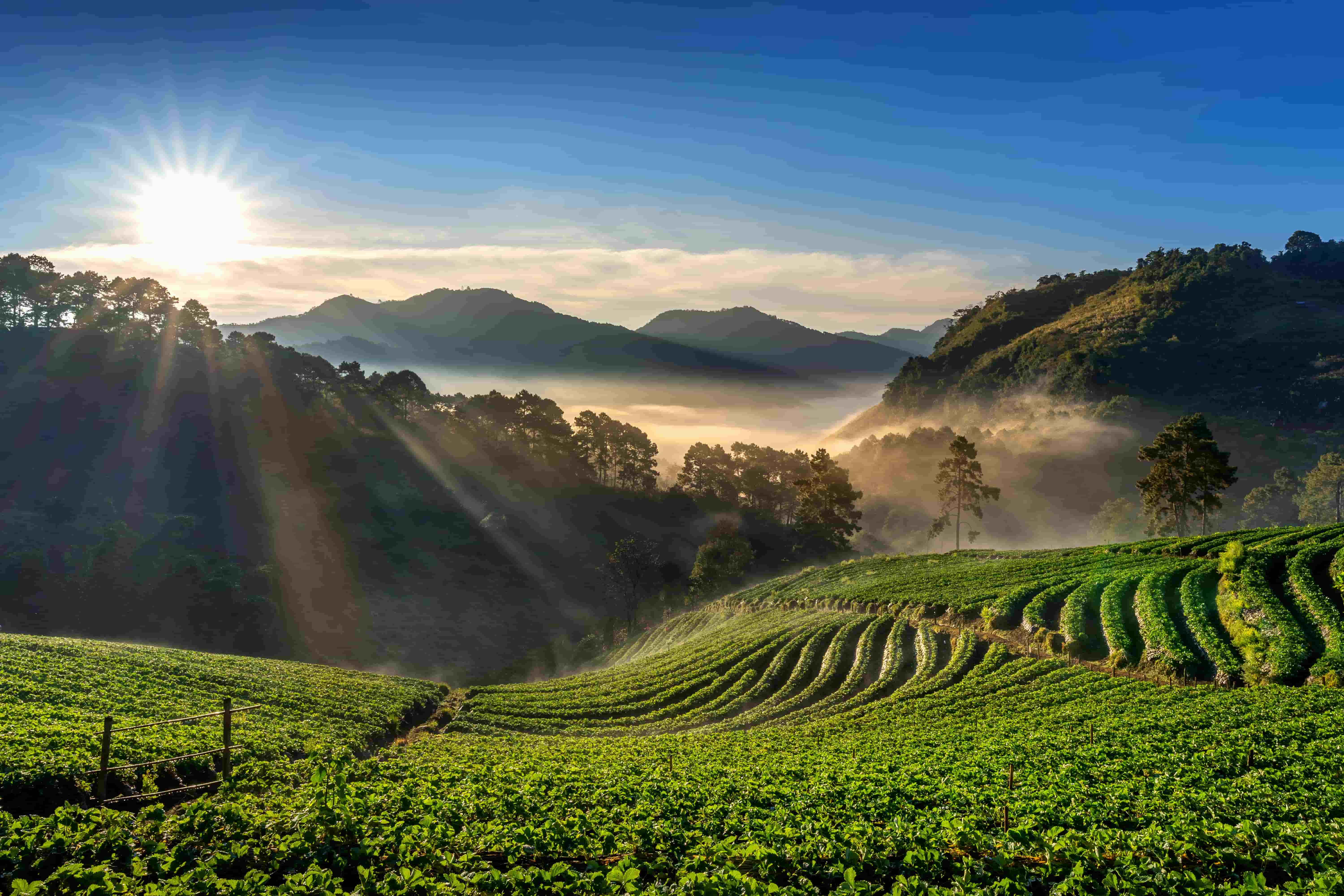 paysage-nature-champs