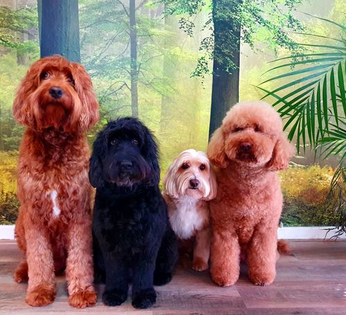 Ontdek de Maten van Australian Labradoodles