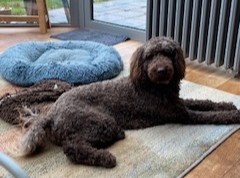 Herplaatser / prachtige superlieve chocolate reu beschikbaar