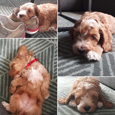 Gastgezin gezocht voor prachtig toekomstig mini fokreutje! 