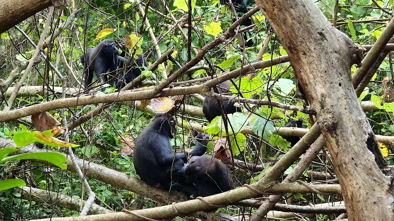 Visit the unique wildlife at Tangkoko Nature Reserve
