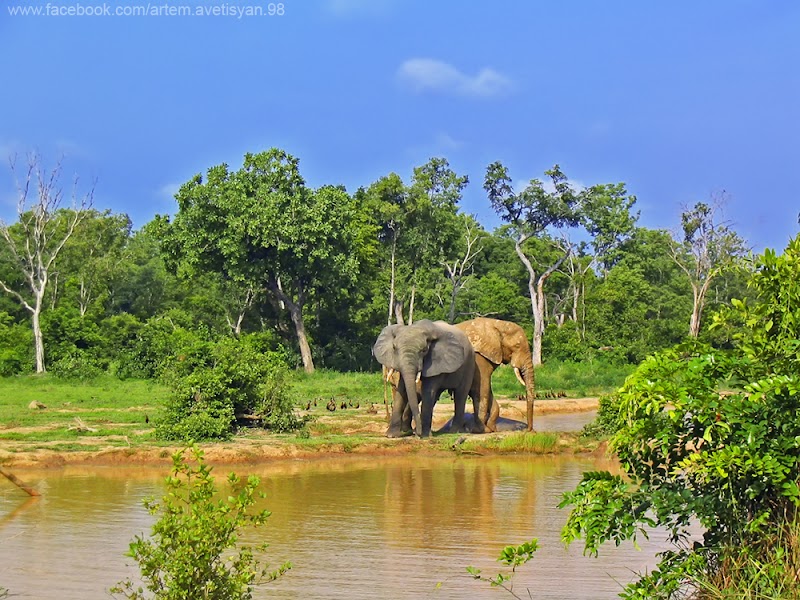 Explore Mole National Park