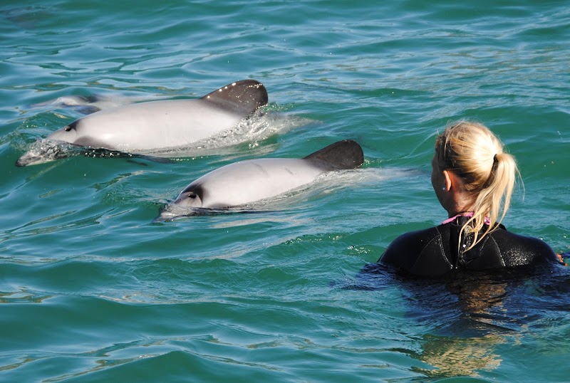 Swim with Hector's Dolphins