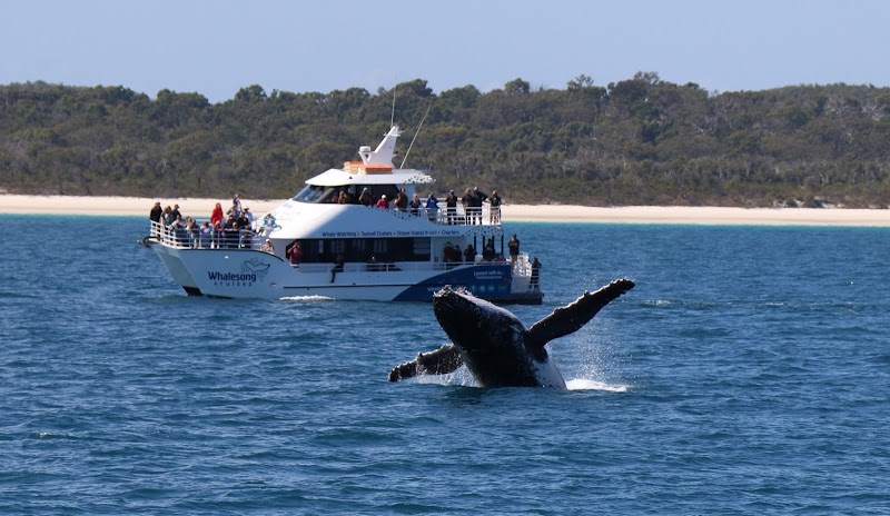 Whale Watching Tours