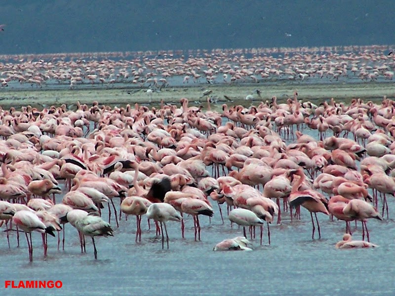Lake Nakuru National Park
