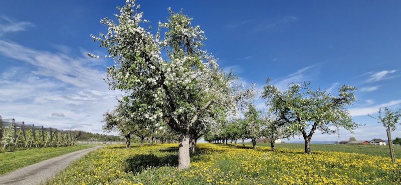 Explore the Altnau Apple Trail (Apfelweg)
