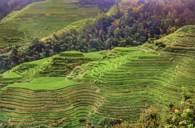 Hike in Longji Rice Terraces