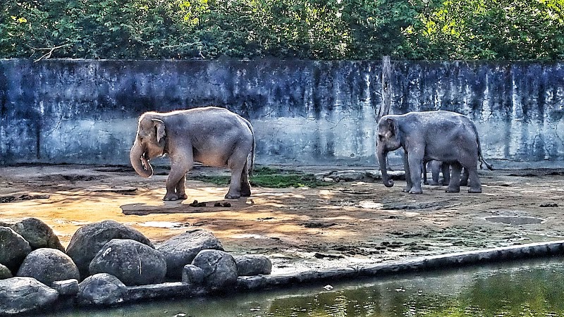 Taiping Zoo and Night Safari