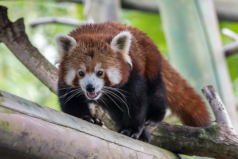 Colchester Zoo