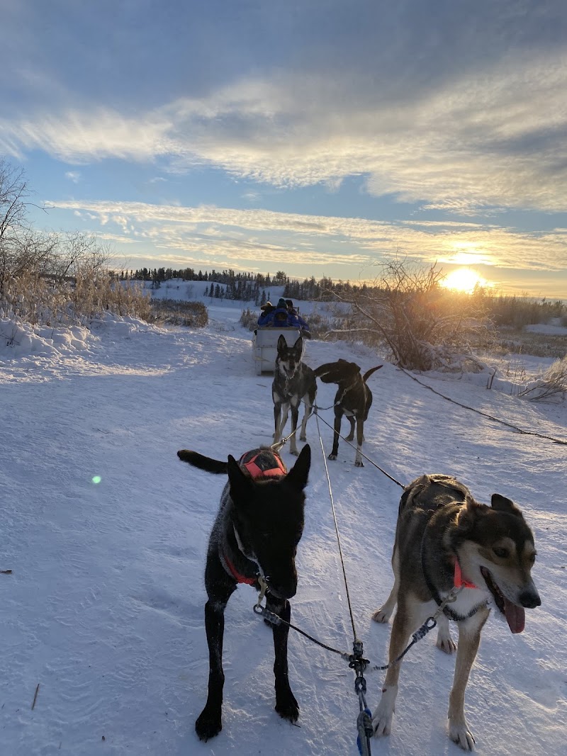 Dog Sledding Adventures