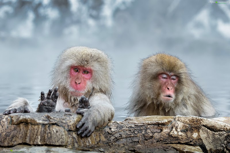 Exploring Jigokudani Monkey Park: A Unique Wildlife Experience - Yamanochi - Japan - booked ai