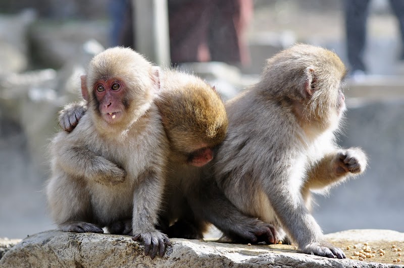 Exploring Jigokudani Monkey Park: A Unique Wildlife Experience - Yamanochi - Japan - booked ai