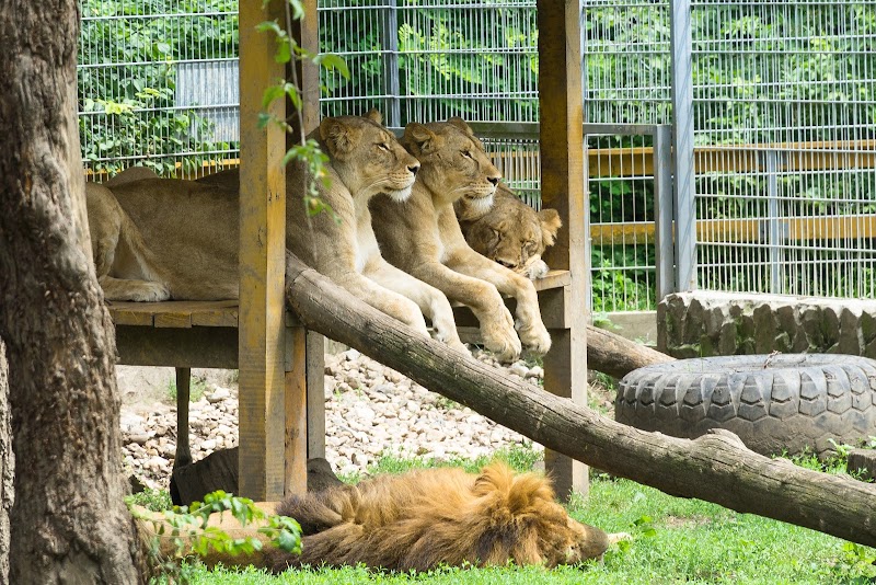 Nyíregyháza Animal Park Sóstó Zoo - Nyíregyháza - Hungary - booked ai