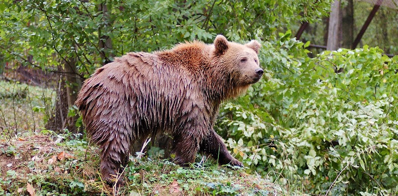 Discover the Wonders of Miskolc Zoo - Miskolc - Hungary - booked ai