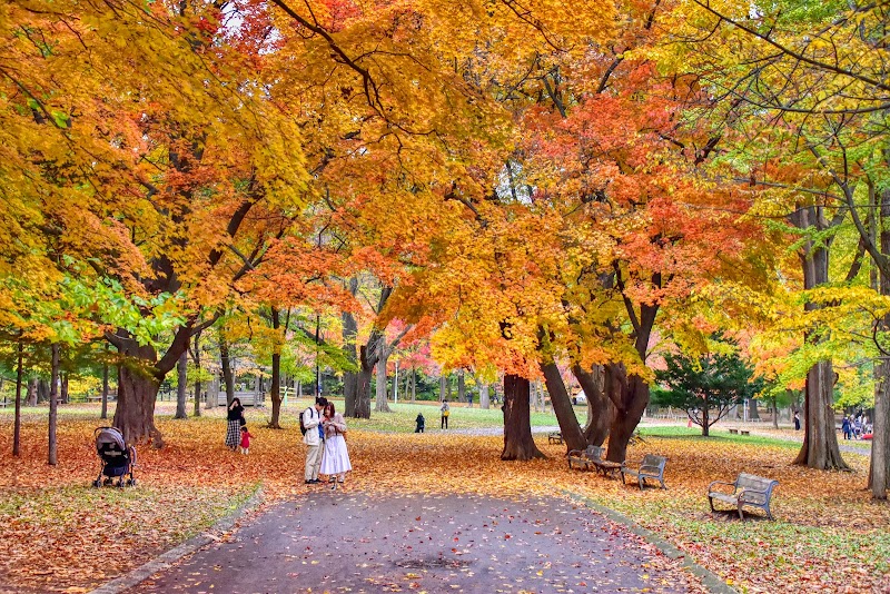 Exploring the Beauty of Maruyama Park - Sapporo - Japan - booked ai