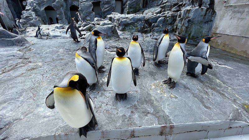 Discovering Wonders at Asahiyama Zoo - Asahikawa - Japan - booked ai