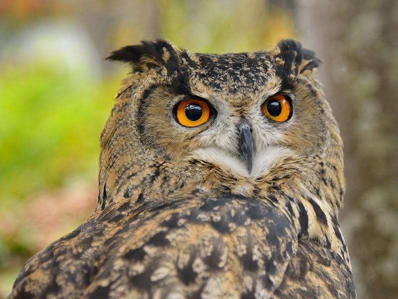 Yufuin Floral Village - Yufu - Japan - booked ai