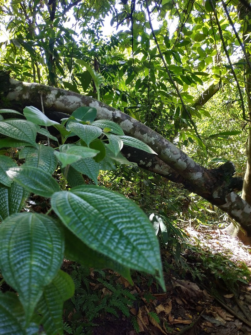 Thepulangoda Waterfall: A Hidden Gem for Nature Lovers - Ratnapura - Sri Lanka - booked ai