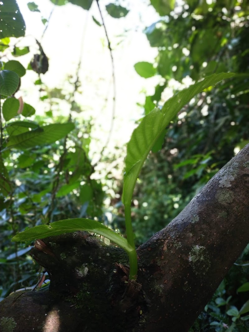 Thepulangoda Waterfall: A Hidden Gem for Nature Lovers - Ratnapura - Sri Lanka - booked ai