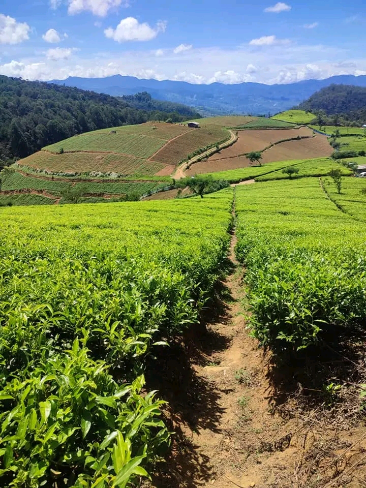 Bentotatuktuktours - Bentota - Sri Lanka - booked ai