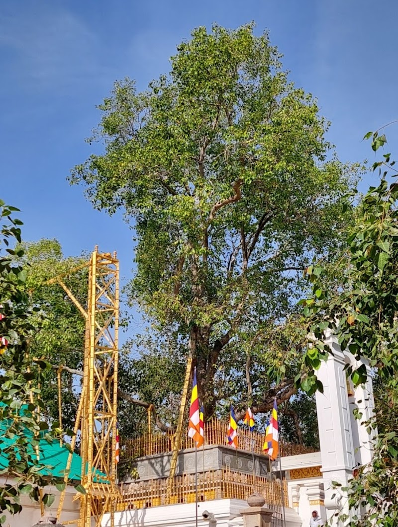 Jaya Sri Maha Bodhi - Anuradhapura - Sri Lanka - booked ai