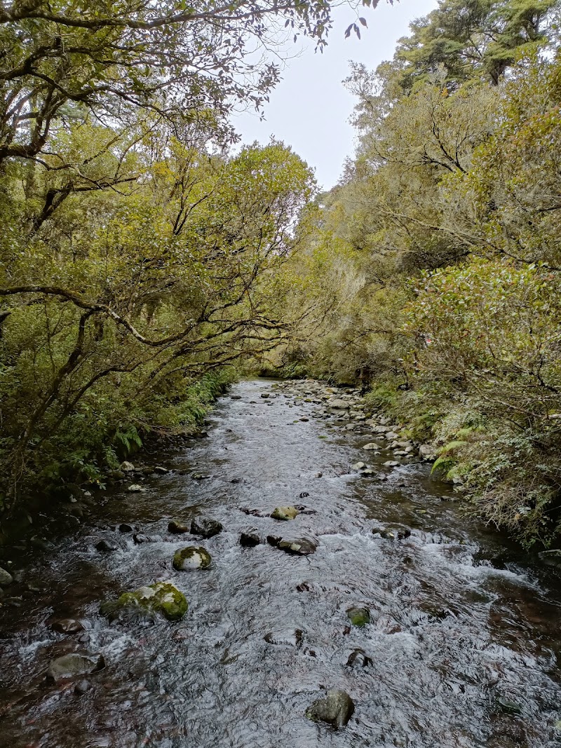 Mangawhero Forest - Ohakune - New Zealand - booked ai