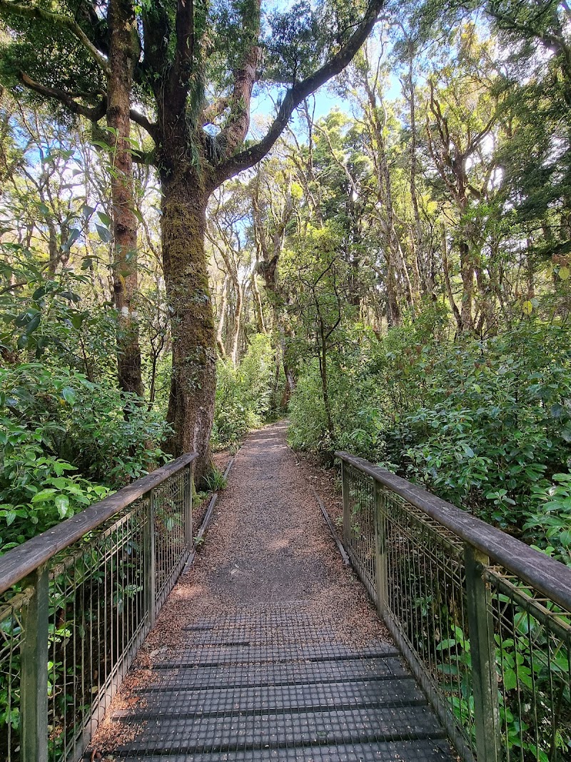 Mangawhero Forest - Ohakune - New Zealand - booked ai
