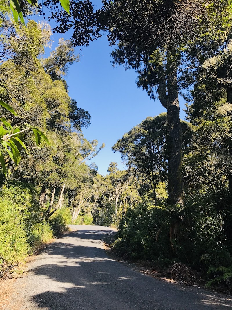 Mangawhero Forest - Ohakune - New Zealand - booked ai