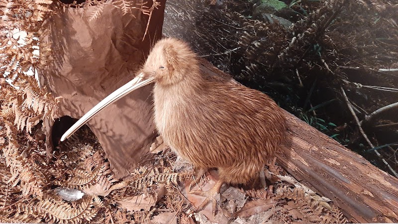 Discover the Rich Heritage of Mercury Bay Museum - Whitianga - New Zealand - booked ai