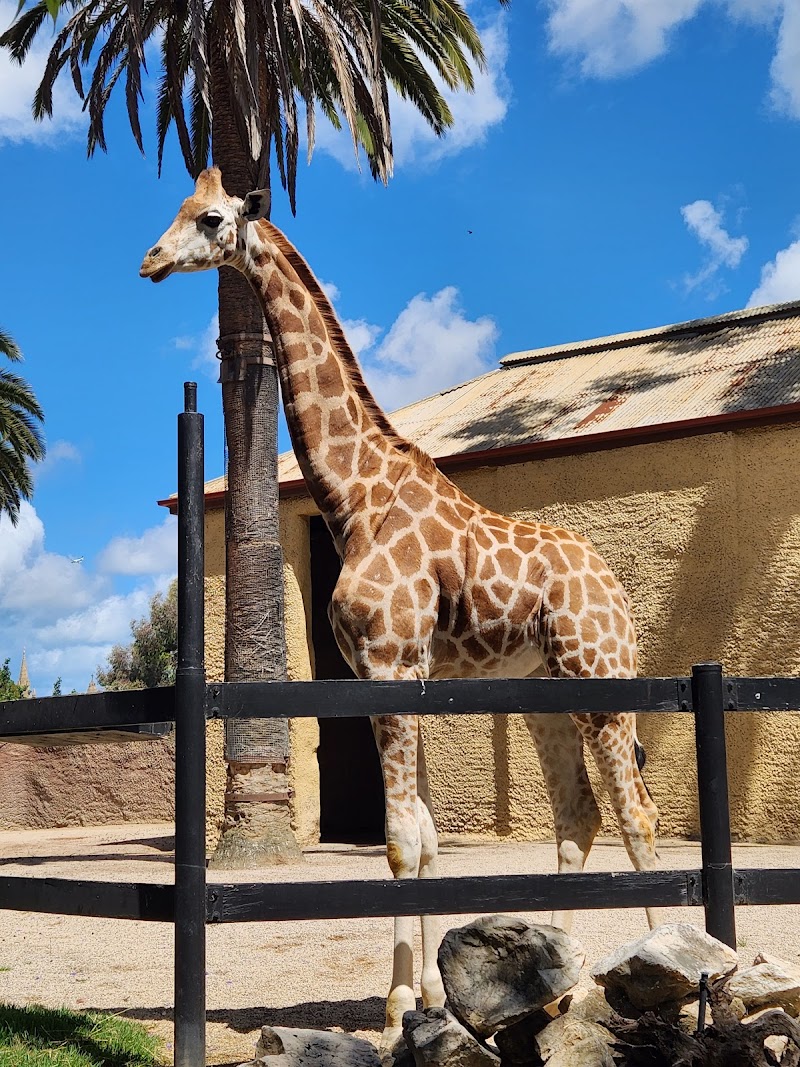 Adelaide Zoo - Adelaide - Australia - booked ai