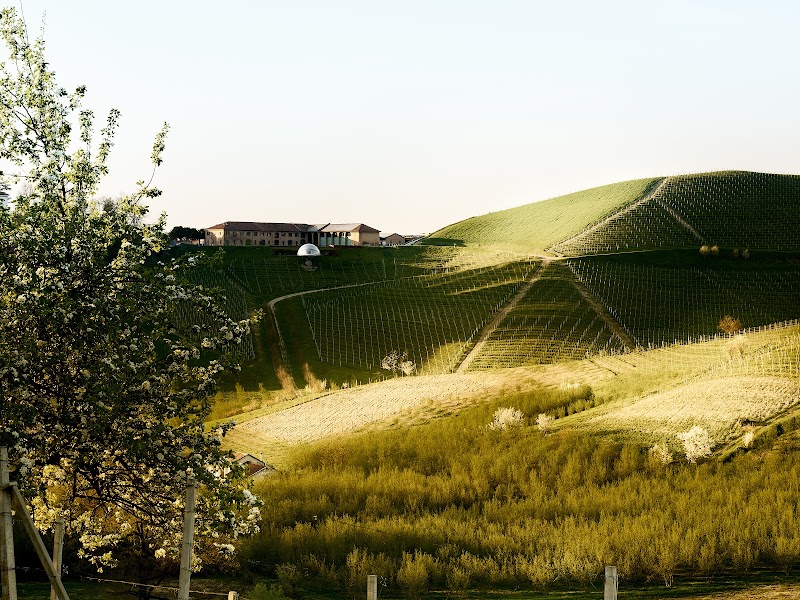 Wine Tasting in Langhe Vineyards - Alba - Italy - booked ai