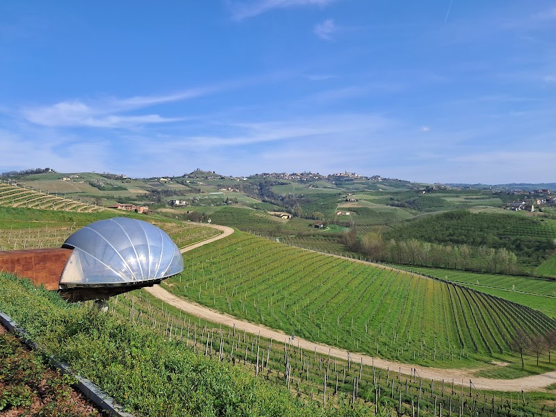 Wine Tasting in Langhe Vineyards - Alba - Italy - booked ai