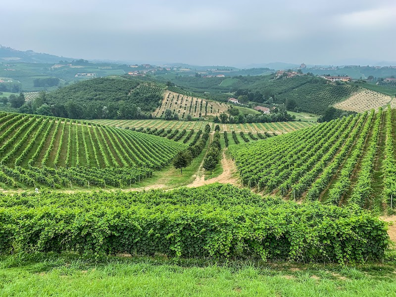 Wine Tasting in Langhe Vineyards - Alba - Italy - booked ai