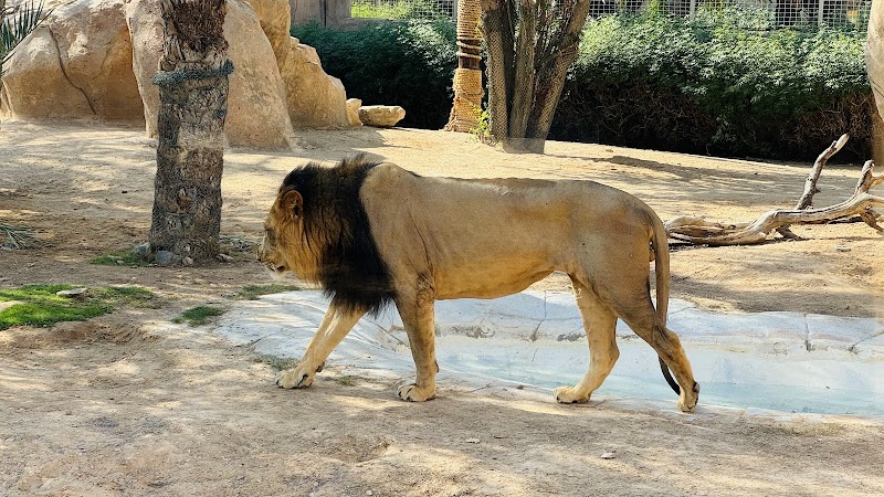 Al Ain Zoo - Al Ain - United Arab Emirates - booked ai
