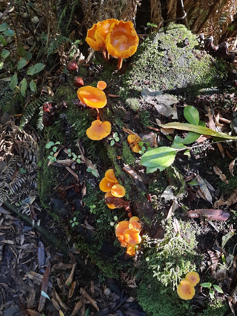 Waiopehu Bush Reserve - Levin - New Zealand - booked ai