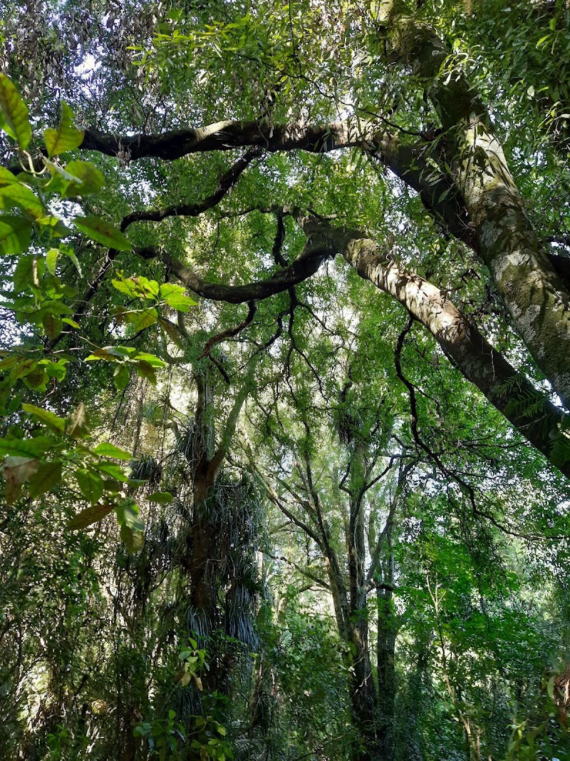 Waiopehu Bush Reserve - Levin - New Zealand - booked ai