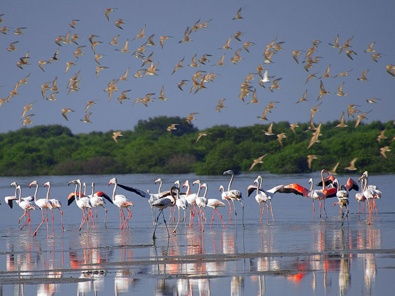 Al Zorah Nature Reserve - Ajman - United Arab Emirates - booked ai