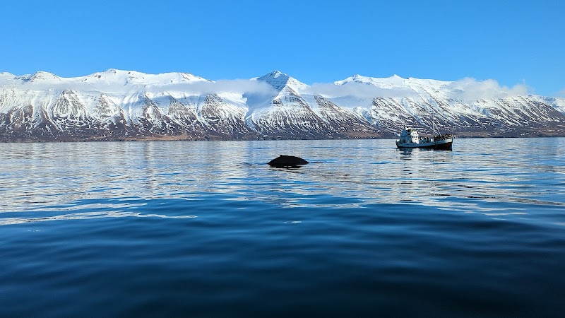 Whale Watching in Eyjafjörður - Akureyri - Iceland - booked ai