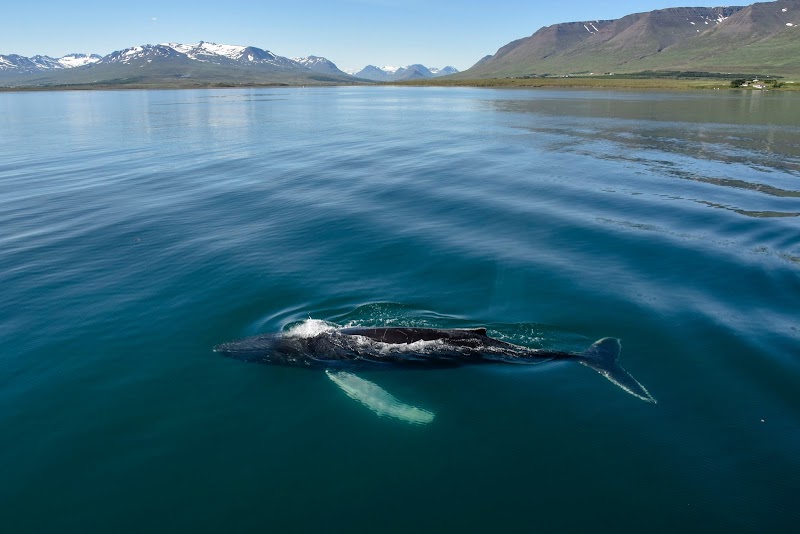 Whale Watching in Eyjafjörður - Akureyri - Iceland - booked ai