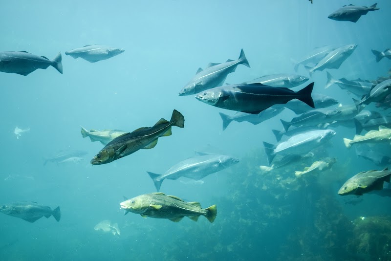 Ålesund Aquarium (Atlanterhavsparken) - Ålesund - Norway - booked ai