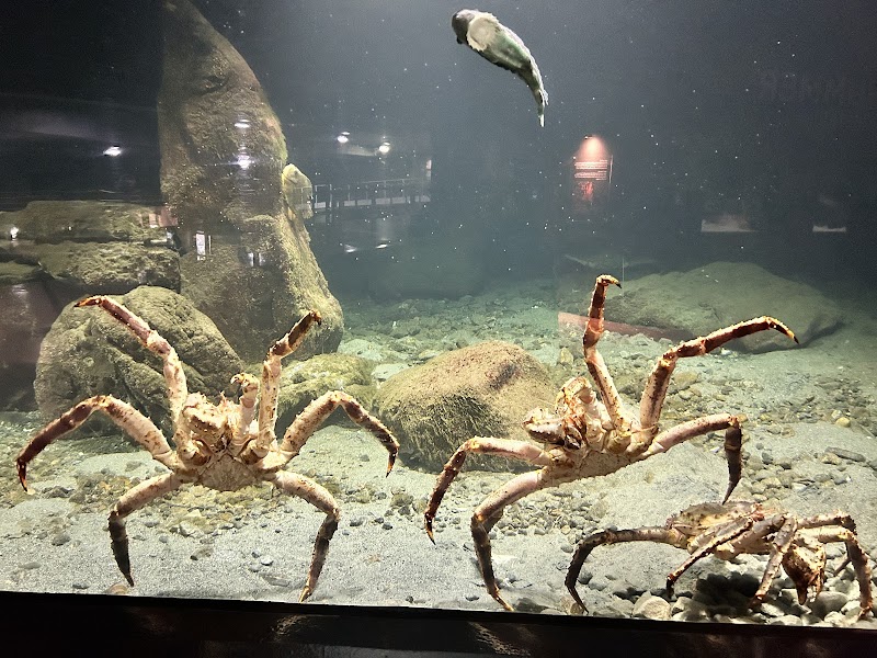 Ålesund Aquarium (Atlanterhavsparken) - Ålesund - Norway - booked ai