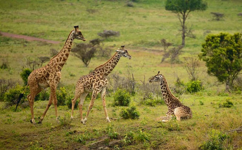 Explore Arusha National Park and Mount Meru - Arusha - Tanzania - booked ai