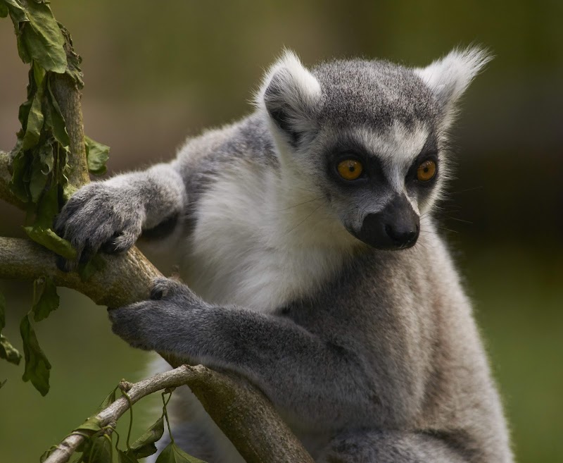 Apenheul Primate Park - Apeldoorn - Netherlands - booked ai
