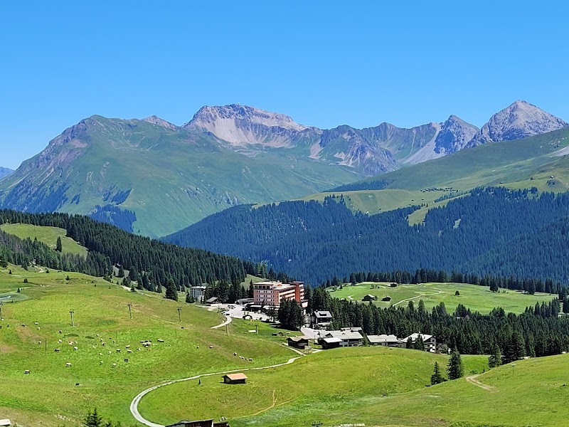 Visiting Arosa Bear Sanctuary - Arosa - Switzerland - booked ai