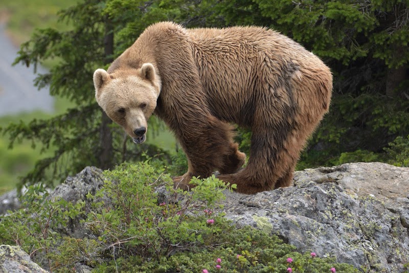 Visiting Arosa Bear Sanctuary - Arosa - Switzerland - booked ai