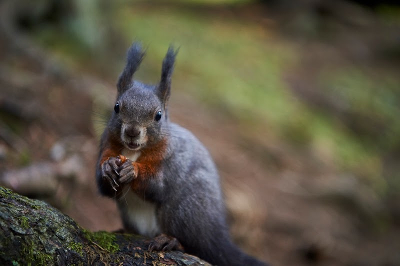 Hiking to the Weisshorn Summit - Arosa - Switzerland - booked ai